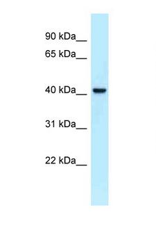 EFCBP2 / NECAB2 Antibody - NECAB2 antibody Western blot of Fetal Heart lysate. Antibody concentration 1 ug/ml.  This image was taken for the unconjugated form of this product. Other forms have not been tested.