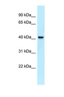 EFCBP2 / NECAB2 Antibody - NECAB2 antibody Western blot of Fetal Heart lysate. Antibody concentration 1 ug/ml.  This image was taken for the unconjugated form of this product. Other forms have not been tested.