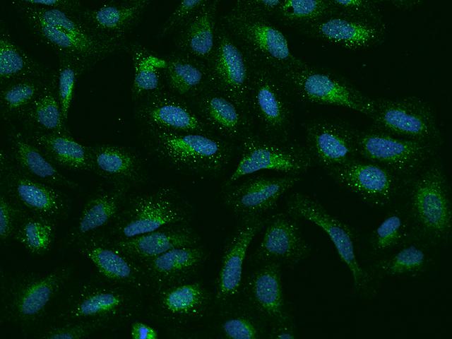 EFCBP2 / NECAB2 Antibody - Immunofluorescence staining of NECAB2 in U2OS cells. Cells were fixed with 4% PFA, permeabilzed with 0.1% Triton X-100 in PBS, blocked with 10% serum, and incubated with rabbit anti-Human NECAB2 polyclonal antibody (dilution ratio 1:200) at 4°C overnight. Then cells were stained with the Alexa Fluor 488-conjugated Goat Anti-rabbit IgG secondary antibody (green) and counterstained with DAPI (blue). Positive staining was localized to Cytoplasm.