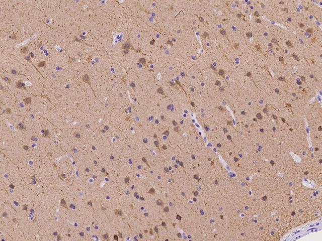 EFCBP2 / NECAB2 Antibody - Immunochemical staining of human NECAB2 in human brain with rabbit polyclonal antibody at 1:100 dilution, formalin-fixed paraffin embedded sections.