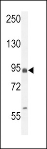 EFHB Antibody - EFHB Antibody western blot of MCF-7 cell line lysates (35 ug/lane). The EFHB antibody detected the EFHB protein (arrow).