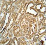 EFHB Antibody - EFHB antibody immunohistochemistry of formalin-fixed and paraffin-embedded human kidney tissue followed by peroxidase-conjugated secondary antibody and DAB staining.