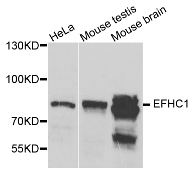 EFHC1 Antibody - Western blot analysis of extracts of various cell lines.