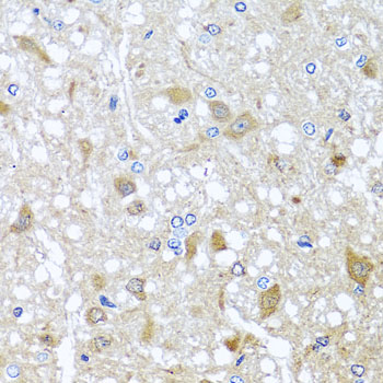 EFHC1 Antibody - Immunohistochemistry of paraffin-embedded rat brain tissue.