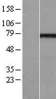 EFHC1 Protein - Western validation with an anti-DDK antibody * L: Control HEK293 lysate R: Over-expression lysate
