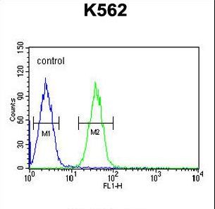 EFHC2 Antibody - EFHC2 Antibody flow cytometry of K562 cells (right histogram) compared to a negative control cell (left histogram). FITC-conjugated goat-anti-rabbit secondary antibodies were used for the analysis.