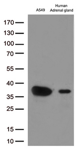 EFHD1 Antibody - Western blot analysis of extracts. (35ug) from 1 cell line and 1 tissue lysates by using anti-EFHD1 monoclonal antibody. (1:250)