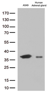 EFHD1 Antibody - Western blot analysis of extracts. (35ug) from 1 cell line and 1 tissue lysates by using anti-EFHD1 monoclonal antibody. (1:250)