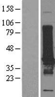 EFHD1 Protein - Western validation with an anti-DDK antibody * L: Control HEK293 lysate R: Over-expression lysate