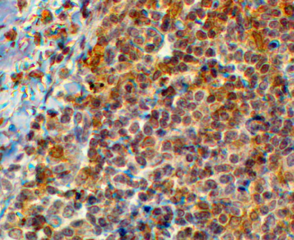 EFHD2 Antibody - Goat Anti-Swiprosin 1 / EFHD2 Antibody (2µg/ml) staining of paraffin embedded Human Tonsil. Steamed antigen retrieval with citrate buffer pH 6, HRP-staining. This data is from a previous batch, not on sale.