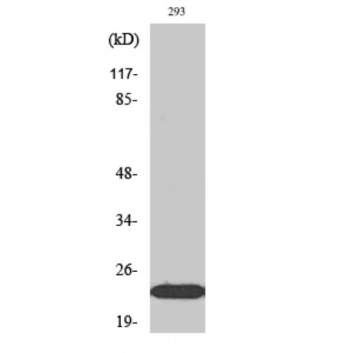 EFNA1 / Ephrin A1 Antibody - Western blot of Ephrin-A1 antibody
