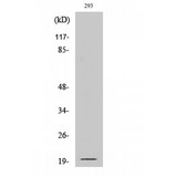 EFNA2 / Ephrin A2 Antibody - Western blot of Cleaved-Ephrin-A2 (N188) antibody
