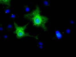 EFNA2 / Ephrin A2 Antibody - Anti-EFNA2 mouse monoclonal antibody  immunofluorescent staining of COS7 cells transiently transfected by pCMV6-ENTRY EFNA2.