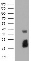 EFNA2 / Ephrin A2 Antibody - HEK293T cells were transfected with the pCMV6-ENTRY control (Left lane) or pCMV6-ENTRY EFNA2 (Right lane) cDNA for 48 hrs and lysed. Equivalent amounts of cell lysates (5 ug per lane) were separated by SDS-PAGE and immunoblotted with anti-EFNA2.