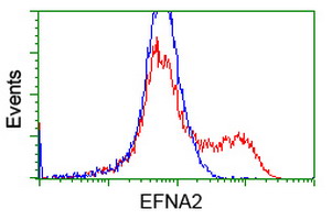 EFNA2 / Ephrin A2 Antibody - HEK293T cells transfected with either overexpress plasmid (Red) or empty vector control plasmid (Blue) were immunostained by anti-EFNA2 antibody, and then analyzed by flow cytometry.