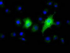EFNA2 / Ephrin A2 Antibody - Anti-EFNA2 mouse monoclonal antibody  immunofluorescent staining of COS7 cells transiently transfected by pCMV6-ENTRY EFNA2.