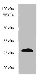 EFNA3 / Ephrin A3 Antibody - Western blot All lanes: EFNA3 antibody at 2µg/ml + HepG2 whole cell lysate Secondary Goat polyclonal to rabbit IgG at 1/10000 dilution Predicted band size: 27, 24 kDa Observed band size: 27 kDa