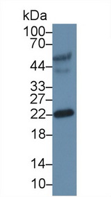 EFNA3 / Ephrin A3 Antibody - Western Blot; Sample: Recombinant protein.