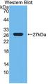 EFNA3 / Ephrin A3 Antibody - Western blot of EFNA3 / Ephrin A3 antibody.