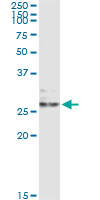 EFNA3 / Ephrin A3 Antibody - Immunoprecipitation of EFNA3 transfected lysate using anti-EFNA3 monoclonal antibody and Protein A Magnetic Bead, and immunoblotted with EFNA3 rabbit polyclonal antibody.
