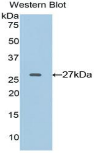 EFNA4 / Ephrin A4 Antibody - Western blot of recombinant EFNA4 / Ephrin A4.