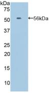 EFNA4 / Ephrin A4 Antibody - Western Blot; Sample: Recombinant EFNA4, Mouse.