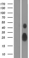 EFNA4 / Ephrin A4 Protein - Western validation with an anti-DDK antibody * L: Control HEK293 lysate R: Over-expression lysate