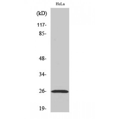 EFNA5 / Ephrin A5 Antibody - Western blot of Ephrin-A5 antibody