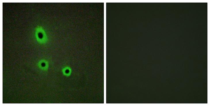 EFNA5 / Ephrin A5 Antibody - Peptide - + Immunofluorescence analysis of A549 cells, using EFNA5 antibody.