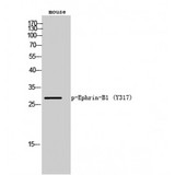 EFNB1 / Ephrin B1 Antibody - Western blot of Phospho-Ephrin-B1 (Y317) antibody
