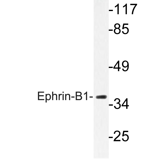 EFNB1 / Ephrin B1 Antibody - Western blot of Ephrin-B1 (N312) pAb in extracts from COS7 cells.