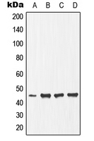 EFNB1 / Ephrin B1 Antibody - Western blot analysis of Ephrin B1 (pY317) expression in HepG2 (A); NIH3T3 (B); mouse heart (C); rat skeletal muscle (D) whole cell lysates.