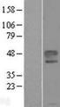 EFNB1 / Ephrin B1 Protein - Western validation with an anti-DDK antibody * L: Control HEK293 lysate R: Over-expression lysate