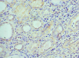 EFNB2 / Ephrin B2 Antibody - Immunohistochemistry of paraffin-embedded human kidney tissue using EFNB2 Antibody at dilution of 1:100