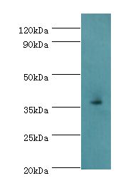 EFNB2 / Ephrin B2 Antibody - Western blot. All lanes: EFNB2 antibody at 6 ug/ml+mouse kidney tissue. Secondary antibody: Goat polyclonal to rabbit at 1:10000 dilution. Predicted band size: 37 kDa. Observed band size: 37 kDa.