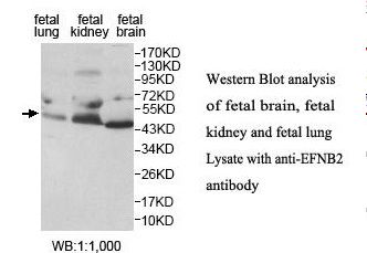 EFNB2 / Ephrin B2 Antibody