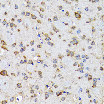 EFNB2 / Ephrin B2 Antibody - Immunohistochemistry of paraffin-embedded rat brain tissue.