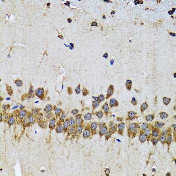 EFNB2 / Ephrin B2 Antibody - Immunohistochemistry of paraffin-embedded mouse brain tissue.