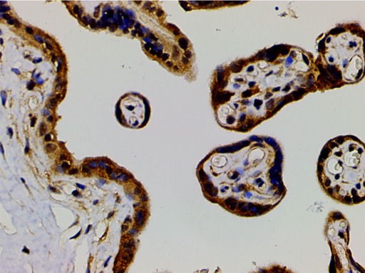 EFNB2 / Ephrin B2 Antibody - 1:200 staining human placenta tissue by IHC-P. The tissue was formaldehyde fixed and a heat mediated antigen retrieval step in citrate buffer was performed. The tissue was then blocked and incubated with the antibody for 1.5 hours at 22°C. An HRP conjugated goat anti-rabbit antibody was used as the secondary.