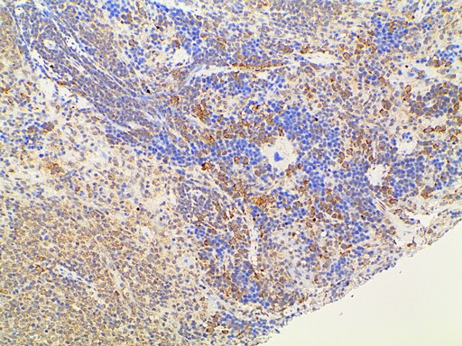 EFNB2 / Ephrin B2 Antibody - 1:100 staining rat spleen tissue by IHC-P. The tissue was formaldehyde fixed and a heat mediated antigen retrieval step in citrate buffer was performed. The tissue was then blocked and incubated with the antibody for 1.5 hours at 22°C. An HRP conjugated goat anti-rabbit antibody was used as the secondary.