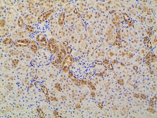 EFNB2 / Ephrin B2 Antibody - 1:100 staining rat kidney tissue by IHC-P. The tissue was formaldehyde fixed and a heat mediated antigen retrieval step in citrate buffer was performed. The tissue was then blocked and incubated with the antibody for 1.5 hours at 22°C. An HRP conjugated goat anti-rabbit antibody was used as the secondary.