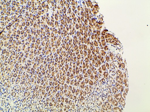 EFNB2 / Ephrin B2 Antibody - 1:100 staining rat gastric tissue by IHC-P. The tissue was formaldehyde fixed and a heat mediated antigen retrieval step in citrate buffer was performed. The tissue was then blocked and incubated with the antibody for 1.5 hours at 22°C. An HRP conjugated goat anti-rabbit antibody was used as the secondary.