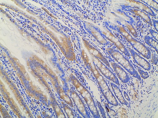 EFNB2 / Ephrin B2 Antibody - 1:100 staining rat Intestinal tissue by IHC-P. The tissue was formaldehyde fixed and a heat mediated antigen retrieval step in citrate buffer was performed. The tissue was then blocked and incubated with the antibody for 1.5 hours at 22°C. An HRP conjugated goat anti-rabbit antibody was used as the secondary.