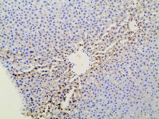 EFNB2 / Ephrin B2 Antibody - 1:100 staining rat liver tissue by IHC-P. The tissue was formaldehyde fixed and a heat mediated antigen retrieval step in citrate buffer was performed. The tissue was then blocked and incubated with the antibody for 1.5 hours at 22°C. An HRP conjugated goat anti-rabbit antibody was used as the secondary.