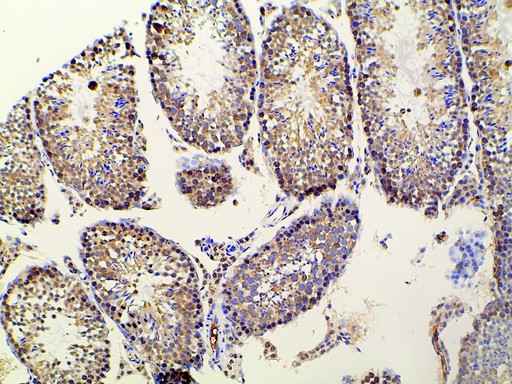 EFNB2 / Ephrin B2 Antibody - 1:100 staining mouse testis tissue by IHC-P. The tissue was formaldehyde fixed and a heat mediated antigen retrieval step in citrate buffer was performed. The tissue was then blocked and incubated with the antibody for 1.5 hours at 22°C. An HRP conjugated goat anti-rabbit antibody was used as the secondary.