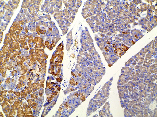 EFNB2 / Ephrin B2 Antibody - 1:100 staining mouse pancreas tissue by IHC-P. The tissue was formaldehyde fixed and a heat mediated antigen retrieval step in citrate buffer was performed. The tissue was then blocked and incubated with the antibody for 1.5 hours at 22°C. An HRP conjugated goat anti-rabbit antibody was used as the secondary.