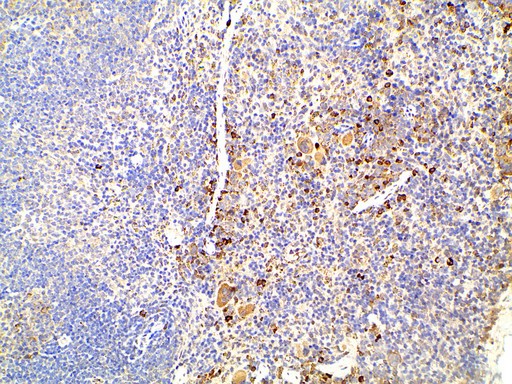 EFNB2 / Ephrin B2 Antibody - 1:100 staining mouse spleen tissue by IHC-P. The tissue was formaldehyde fixed and a heat mediated antigen retrieval step in citrate buffer was performed. The tissue was then blocked and incubated with the antibody for 1.5 hours at 22°C. An HRP conjugated goat anti-rabbit antibody was used as the secondary.