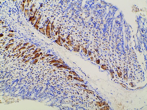 EFNB2 / Ephrin B2 Antibody - 1:100 staining mouse gastric tissue by IHC-P. The tissue was formaldehyde fixed and a heat mediated antigen retrieval step in citrate buffer was performed. The tissue was then blocked and incubated with the antibody for 1.5 hours at 22°C. An HRP conjugated goat anti-rabbit antibody was used as the secondary.