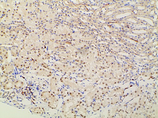 EFNB2 / Ephrin B2 Antibody - 1:100 staining mouse kidney tissue by IHC-P. The tissue was formaldehyde fixed and a heat mediated antigen retrieval step in citrate buffer was performed. The tissue was then blocked and incubated with the antibody for 1.5 hours at 22°C. An HRP conjugated goat anti-rabbit antibody was used as the secondary.