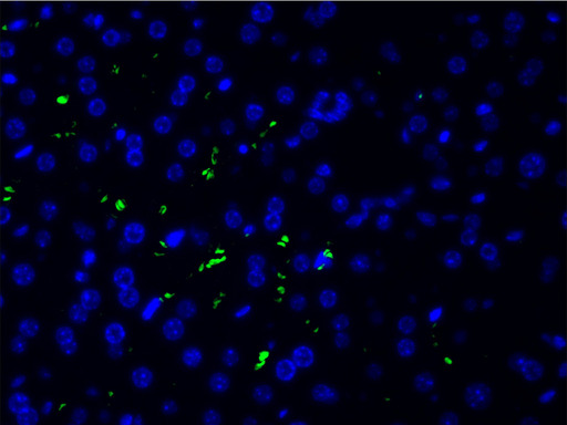 EFNB2 / Ephrin B2 Antibody - 1:200 staining human liver cells by IF/ICC. cells were formaldehyde fixed, permeabilized by Triton X-100 and blocked 5% BSA for 30 min at room temperature. The sample was incubated with the primary antibody (1:200 in BSA) for 1 hour. An Alexa Fluor 488®-conjugated Goat anti-rabbit antibody was used as the secondary.